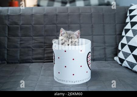 Drôle de chaton écossais gris droit joue sauter et regarde hors de boîte cadeau avec coeur sur le canapé à la maison. Chat drôle tabby ind Banque D'Images