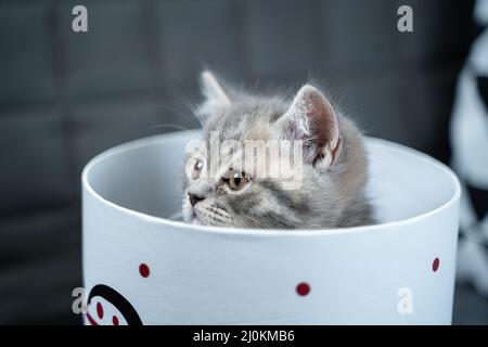 Drôle de chaton écossais gris droit joue sauter et regarde hors de boîte cadeau avec coeur sur le canapé à la maison. Chat drôle tabby ind Banque D'Images