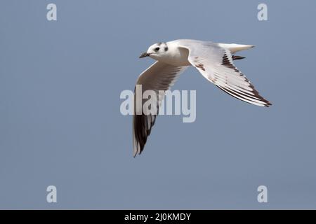 Saunders's Gull (Chericocephalus saundersi), premier hiver, vue latérale en vol, Mai po, Hong Kong 25 Fév 2022 Banque D'Images
