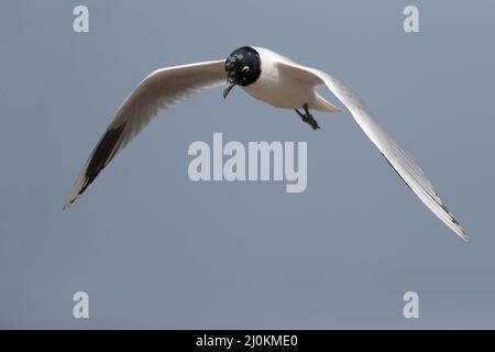Saunders's Gull (Chericocephalus sauundersi), reproduction du plumage adulte, vue latérale debout, Mai po, Hong Kong 25 Fév 2022 Banque D'Images