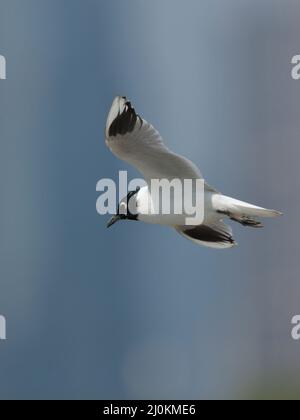 Saunders's Gull (Chericocephalus saundersi), reproduction du plumage adulte, vue latérale en vol, Mai po, Hong Kong 25 Fév 2022 Banque D'Images