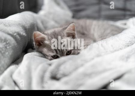 Un petit chaton écossais gris peut dormir sur un couvre-lit gris sur un canapé. Le thème est le soin et l'amour pour les animaux de compagnie. Protection an Banque D'Images
