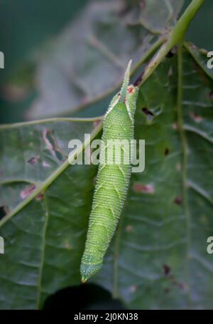 Portrait, gros plan d'une chenille de papillon sur une usine. Banque D'Images