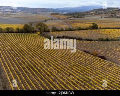 Vue panoramique sur les rangées de raisins jaunes sur les vignobles en Toscane, en Italie, en automne Banque D'Images