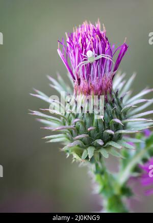 Une araignée de crabe mutable se trouve sur la fleur d'un chardon à lait. Banque D'Images