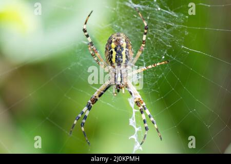 Argiope bruennichi (araignée de guêpe) sur le web Banque D'Images