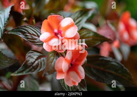 Fleur rouge Nouvelle Guinée impatiens Banque D'Images