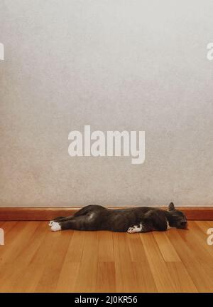 Animal domestique de chat endormi paresseux dormant à l'estomac avec les jambes sur le plancher en bois Banque D'Images