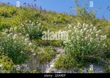 La valériane blanche (Centranthus ruber alba) poussant sur des rochers, à Eastbourne Banque D'Images