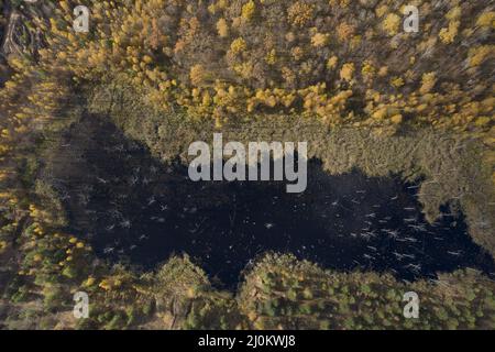 Vue aérienne des petits lacs entourés par la forêt d'automne. Banque D'Images