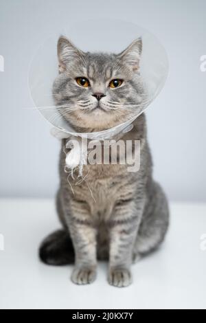 Collier de protection en plastique pour animal posé en studio sur un chat de race britannique. Méthode de collier de récupération pour empêcher les animaux de Banque D'Images