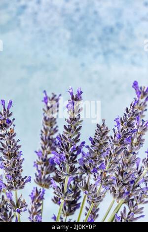 La lavande fleurit sur un fond bleu, un bouquet de plantes lavandula en fleur Banque D'Images
