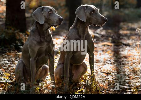 Chiens de chasse Weimaraner en forêt Banque D'Images