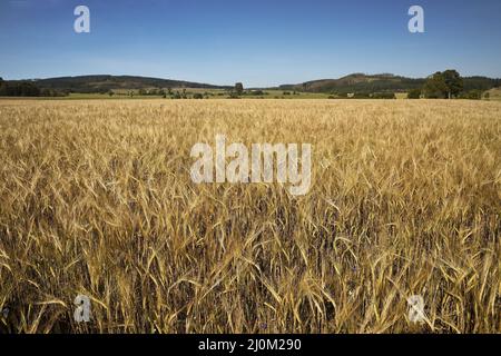 Champ d'orge, Medebach, pays aigre, Rhénanie-du-Nord-Westphalie, Allemagne, Europe Banque D'Images