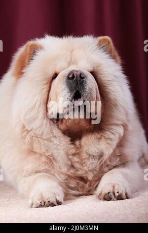 Portait de Chow Chow, Canis lupus familiaris Banque D'Images