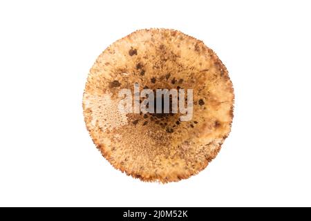 Grand parapluie champignon à chapeau isolé sur fond blanc vue de dessus gros plan Banque D'Images