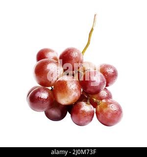 Raisins bordeaux mûrs et brillants avec gouttes de rosée. Fruits frais sur fond blanc Banque D'Images