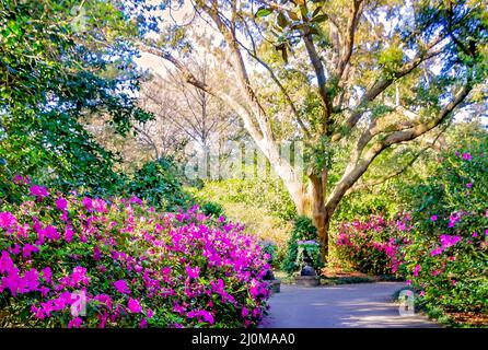 Les azalées (Rhododendron) fleurissent le long d'un sentier de randonnée dans les jardins de Bellingrath, le 4 mars 2022, à Theodore, Alabama. Banque D'Images