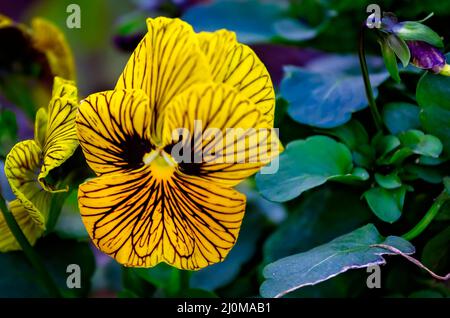 Les violons des yeux des tigres (Viola cornuta) fleurissent aux jardins de Bellingrath, le 4 mars 2022, à Theodore, Alabama. Banque D'Images