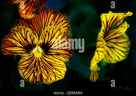 Les violons des yeux des tigres (Viola cornuta) fleurissent aux jardins de Bellingrath, le 4 mars 2022, à Theodore, Alabama. Banque D'Images