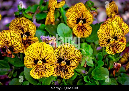 Les violons des yeux des tigres (Viola cornuta) fleurissent aux jardins de Bellingrath, le 4 mars 2022, à Theodore, Alabama. Banque D'Images