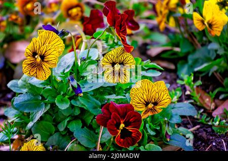 Les violons des yeux des tigres (Viola cornuta) fleurissent aux jardins de Bellingrath, le 4 mars 2022, à Theodore, Alabama. Banque D'Images