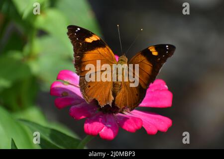 Feuille d'automne repose papillon sur la fleur de Zinnia. Banque D'Images