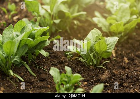 Plantes à grand angle avec feuilles vertes Banque D'Images