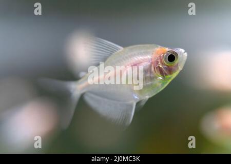 Les petits poissons dans l'aquarium. Banque D'Images