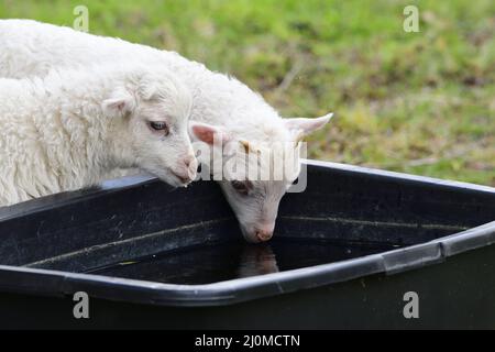Jeune skudden sur un pré Banque D'Images