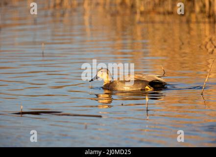 Canard de Gadwall mâle Banque D'Images