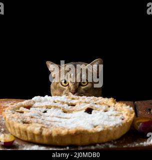 Adulte drôle chat peeking dehors de sous la table avec tarte cuite avec pruneaux, fond noir Banque D'Images