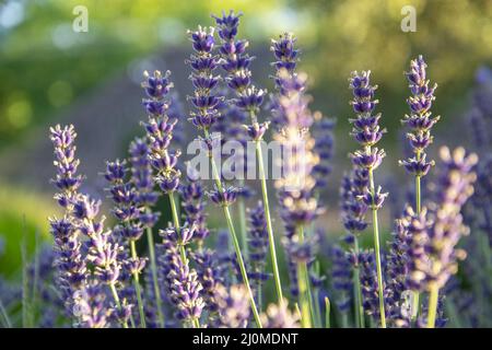 Gros plan de fleurs de lavande dans le jardin au coucher du soleil. Lavandula angustifolia dans la fleur. Banque D'Images