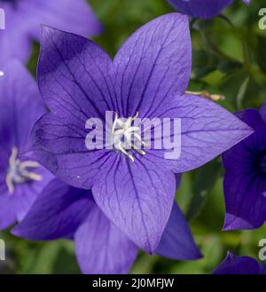 Fleur de bellflower chinoise (Platycodon grandiflorus) fleurit dans le jardin. Fleurs de Platycodon. Gros plan. Détails. Banque D'Images