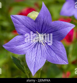 Fleur de bellflower chinoise (Platycodon grandiflorus) fleurit dans le jardin. Fleurs de Platycodon. Gros plan. Détails. Banque D'Images