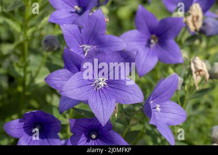 Fleur de bellflower chinoise (Platycodon grandiflorus) fleurit dans le jardin. Fleurs de Platycodon. Gros plan. Détails. Banque D'Images