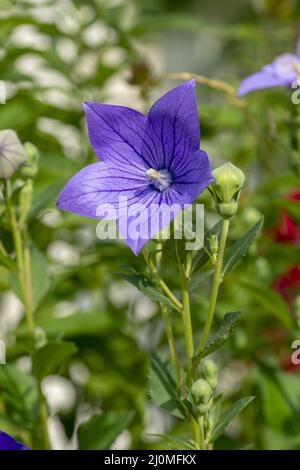 Fleur de bellflower chinoise (Platycodon grandiflorus) fleurit dans le jardin. Fleurs de Platycodon. Gros plan. Détails. Banque D'Images