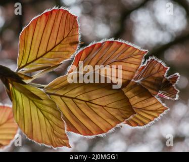 L'arbre de hêtre de cuivre (Fagus sylvatica purpurea) laisse isolé, gros plan, macro, détail. Banque D'Images