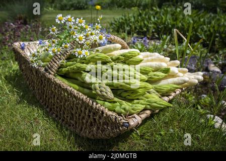 Asperges fraîches, blanches et vertes, crues offertes en gros plan dans un panier extérieur dans l'herbe Banque D'Images