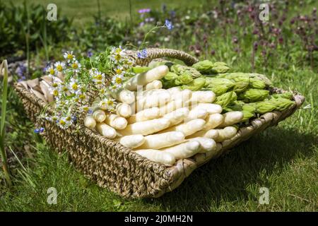 Asperges fraîches, blanches et vertes, crues offertes en gros plan dans un panier extérieur dans l'herbe Banque D'Images