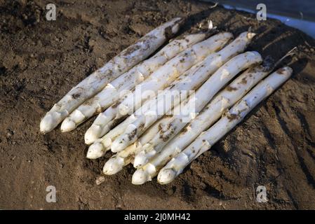 Asperges blanches fraîchement coupées offertes en gros plan sur le sol à l'extérieur, à la lumière du matin Banque D'Images