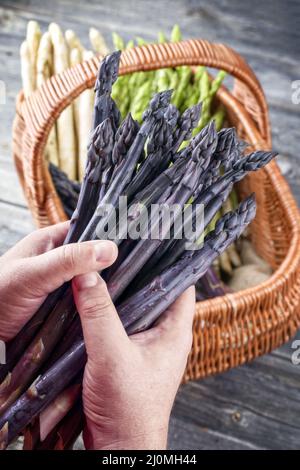 Asperges pourpres fraîches offertes comme gros plan dans les mains d'un homme au-dessus d'un panier Banque D'Images