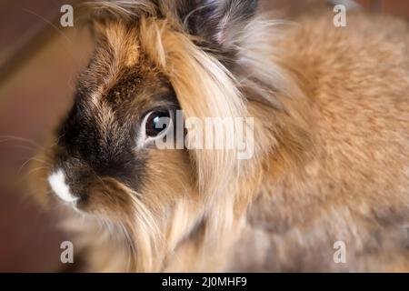 Portrait d'un petit lapin nain. Une tête de lion. Banque D'Images
