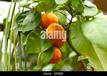 Kikudaidai, orange amère, pousse au Japon. Banque D'Images