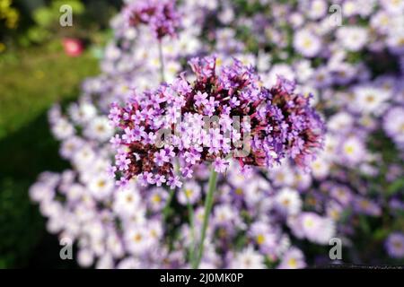 Verveine patagonienne (Verbena bonariensis, Syn.: Verbena inamoena), également verbène Argentine. Banque D'Images