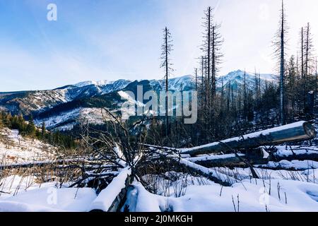 Tatra mountians en hiver. Vue sur les sommets enneigés blancs, les montagnes hivernales gelées. Kasprowy Wierch, haute Tatra, Pologne, Europe. Banque D'Images