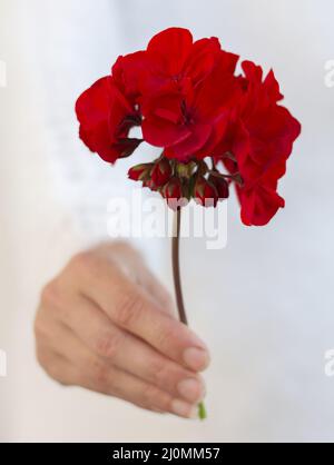 Femme méconnaissable tenant une fleur de pélargonium rouge dans sa main. Mise au point sélective. Banque D'Images