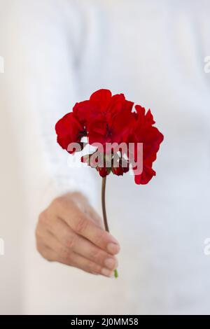 Femme méconnaissable tenant une fleur de pélargonium rouge dans sa main. Mise au point sélective. Banque D'Images