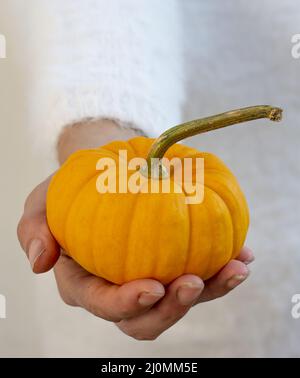 Femme méconnaissable tenant une citrouille naine décorative jaune dans sa main. Banque D'Images