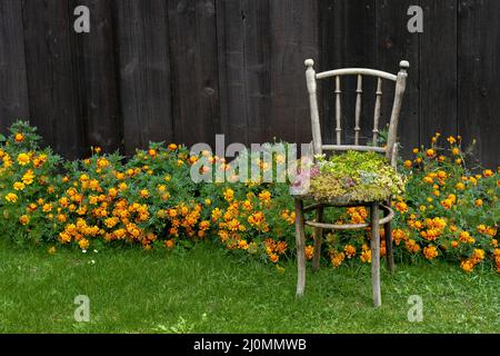 Ancienne chaise plantoir en bois. Chaise d'extérieur vintage recyclée utilisée comme jardinière. Chaise pot de fleurs dans le jardin. Banque D'Images